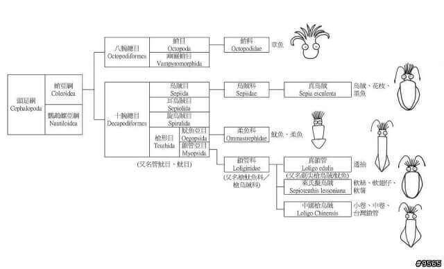 魷魚、花枝、小卷、中卷、鎖管、章魚、軟絲、透抽的分類