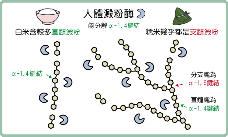 人體澱粉酶無法分解支鏈澱粉α-1,6鍵結(分支處)