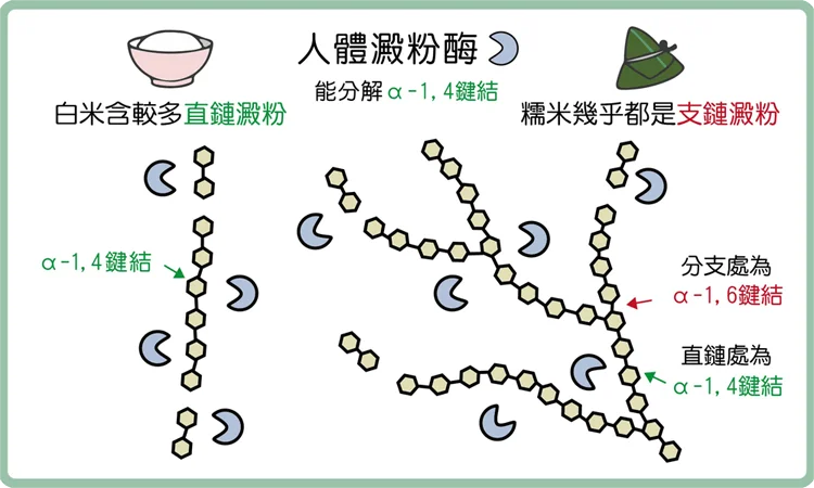 人體澱粉酶無法分解支鏈澱粉α-1,6鍵結(分支處)