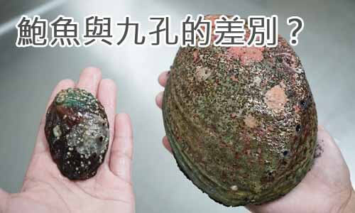 鮑魚與九孔的差別？