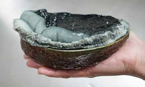 紐西蘭鮑魚