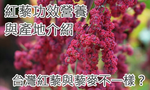紅藜功效營養與產地介紹，台灣紅藜與藜麥不一樣？