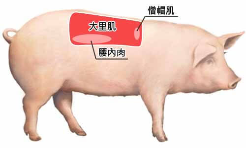 背脊部位：大里肌、僧帽肌、腰內肉