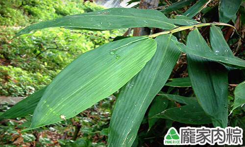 麻竹叶
