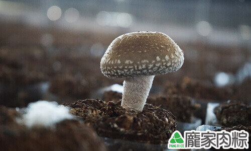 冬天的香菇菇傘厚實Q彈