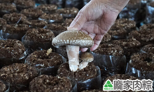 香菇還都必須以人工的方式採收