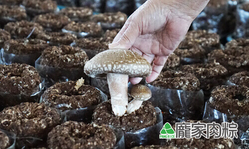 82-01龐家肉粽新社原產地購買新社高品質冬菇包粽子(肉粽食材介紹)