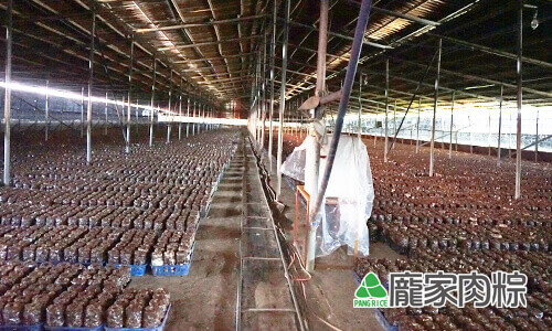 82-03滿地通通都是種植香菇的真空包