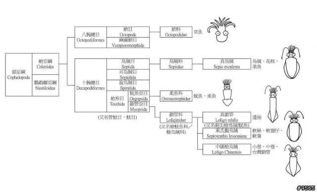 92-13魷魚、花枝、小卷、中卷、鎖管、章魚、軟絲、透抽的分類