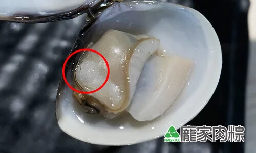 98-03蛤蜊的貝殼肌，也就是小小的干貝