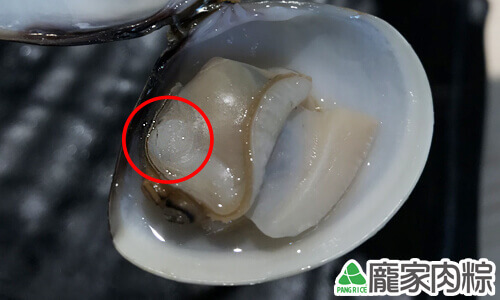 蛤蜊的貝殼肌，也就是小小的干貝