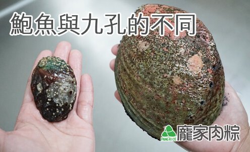 101-00鮑魚與九孔的不同