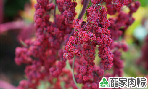 台灣紅藜皆為紅色外皮,所以被稱為紅藜