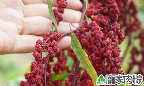 台灣紅藜皆為紅色外皮，所以被稱為紅藜