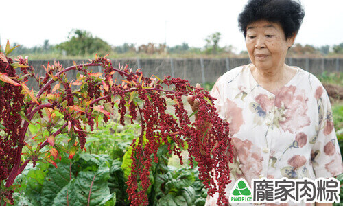 熟成之後就會變成漂亮的紅色，所以才會被稱為「紅藜」、「穀物中的紅寶石」。