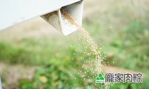 112-07經過去殼機的紅藜呈現米白色的樣子了