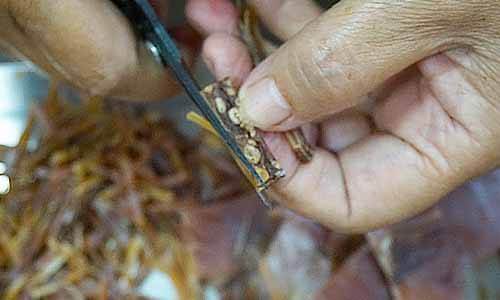 魷魚腳也剪成一段一段的，如果太寬要再切對半