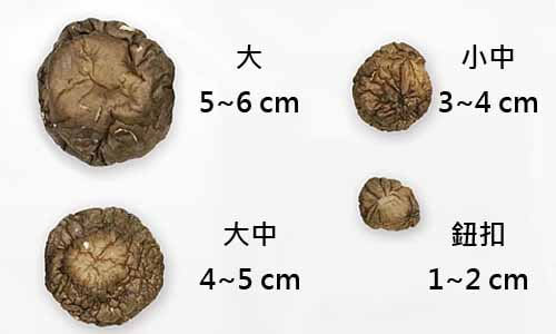 香菇規格大小尺寸