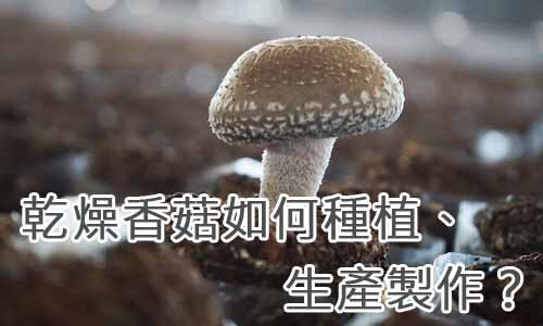 乾燥香菇如何種植、生產製作？
