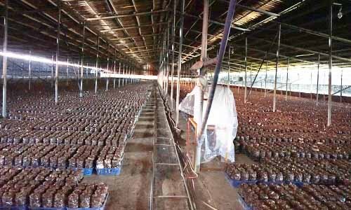 滿地通通都是種植香菇的真空包