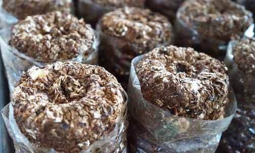 種植香菇的木屑太空包