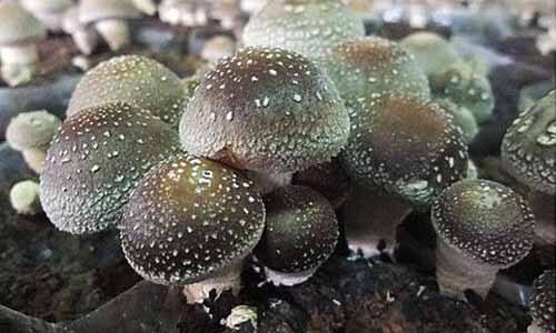 種植約5個月後就會看到一堆香菇冒了出來