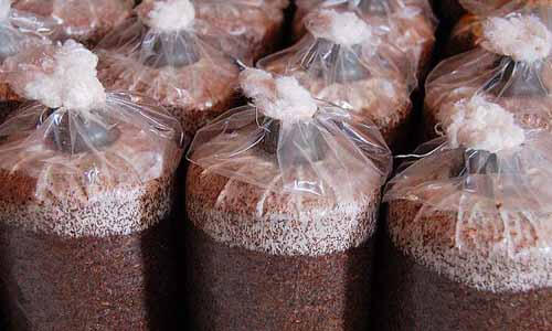 加入香菇菌種的太空包