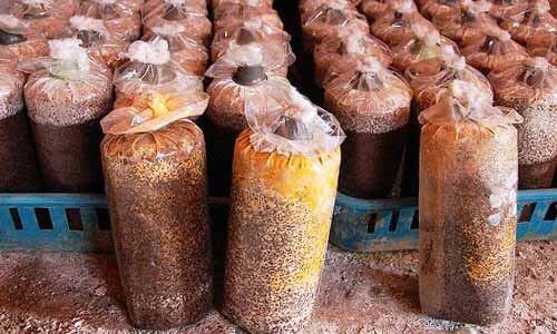 變色壞掉的淘汰太空包