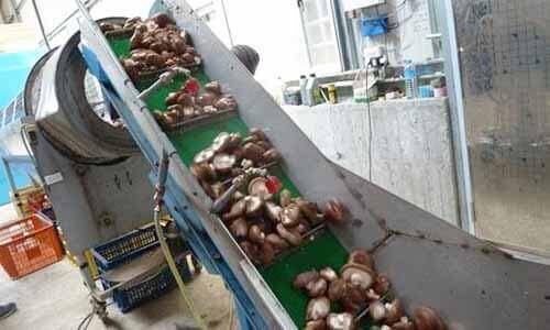 開始篩選香菇的大小