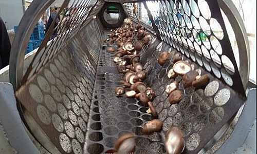 篩子由小至大慢慢轉動篩選分類香菇