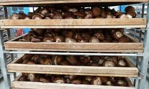 將香菇擺入烘乾機裡烘乾