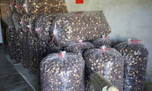 整袋烘乾完成的乾燥香菇