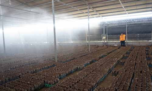 菇農每隔一段時間就要澆水保持香菇濕度