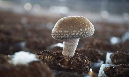 台中新社原產高品質冬菇的菇傘厚實Q彈