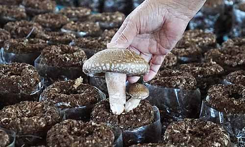 香菇必須以人工的方式採收