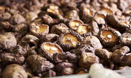 烘乾完成的乾燥新社冬菇香菇