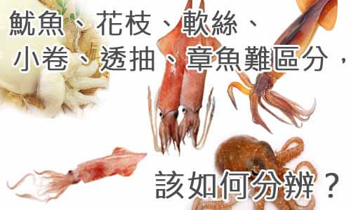 魷魚 花枝 軟絲 小卷 透抽 章魚難區分 該如何分辨