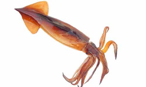 魷魚