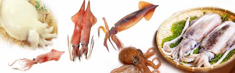 魷魚、花枝、小卷、中卷、鎖管、章魚、軟絲、透抽該如何分辨？