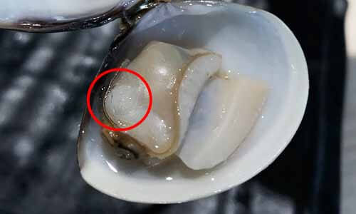 蛤蜊的閉殼肌，也就是小小的干貝