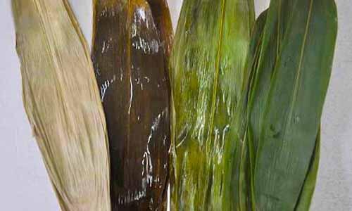 如何挑選台灣常見粽葉