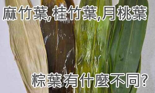 麻竹葉,桂竹葉,月桃葉-粽葉有什麼不同？